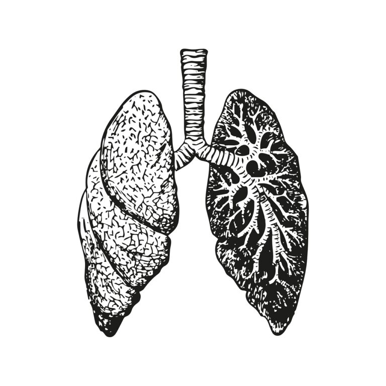 lungs, anatomy, body
